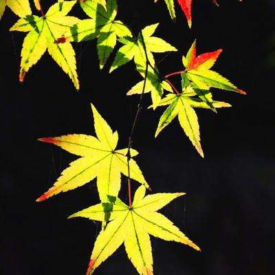 火拼双扣破解版下载
